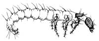 Rhyacophilus sibiricus