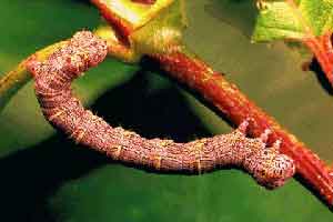Geometridae larva