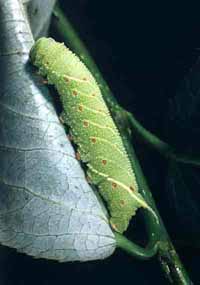 Smerinthus caecus larva