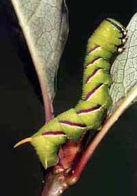 Sphinx ligustri larva