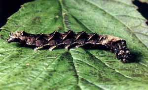 Thyatira batis larva