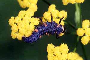Adonia variegata larva