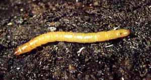 Agriotes larva