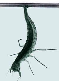 Dytiscus larva