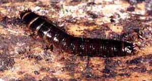 Prosternon sericeus larva