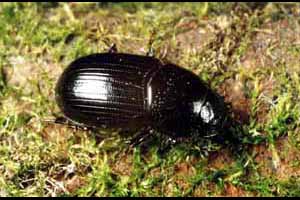 Aphodius rectus