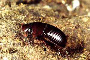 Aphodius rufipes