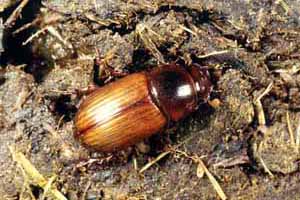 Aphodius sordidus