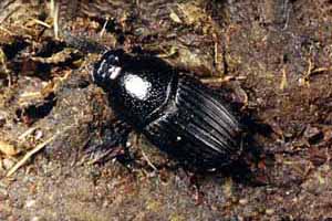 Aphodius subterraneus