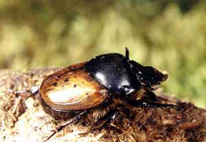 Onthophagus gibbulus