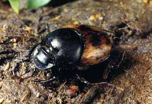 Onthophagus gibbulus