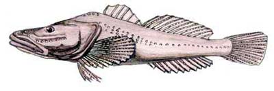 Abyssocottus gibbosus
