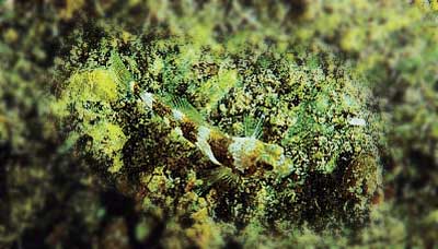 Procottus gurwici, photo Steven Weinberg