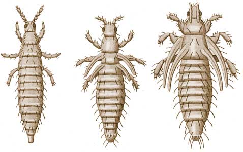 Taeniothrips