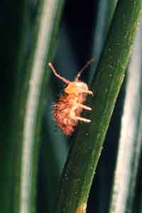 Collembola