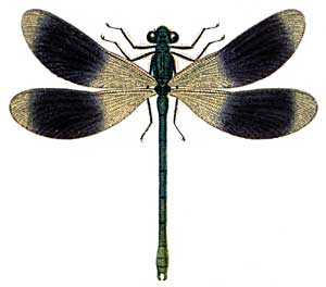 Calopteryx splendens, male